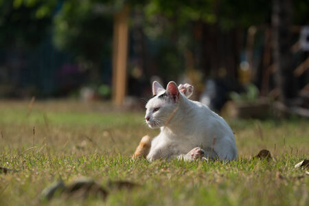 White cat on the grassの写真素材
