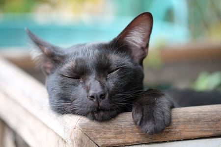 sleeping black cat in basketの写真素材