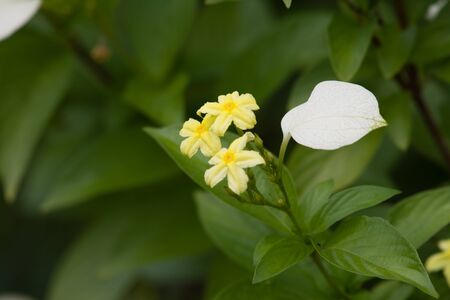 Nature Backgroundの写真素材