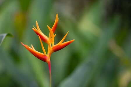 Nature Backgroundの写真素材