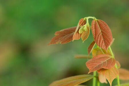 Nature Backgroundの写真素材