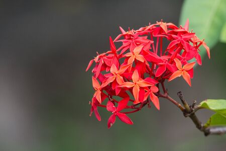 Nature Backgroundの写真素材