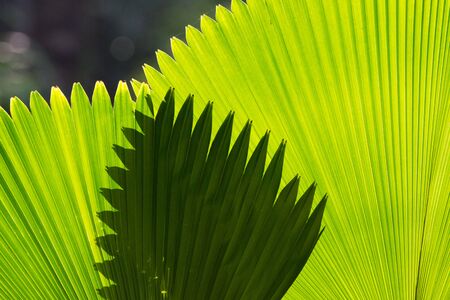 Nature Backgroundの写真素材