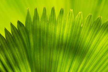 Nature Backgroundの写真素材