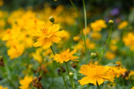 Nature Backgroundの写真素材