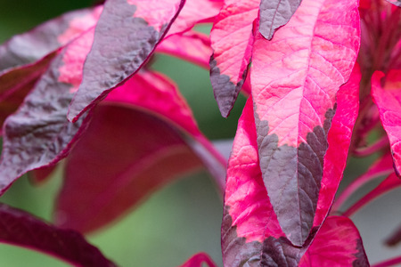 Nature Backgroundの写真素材