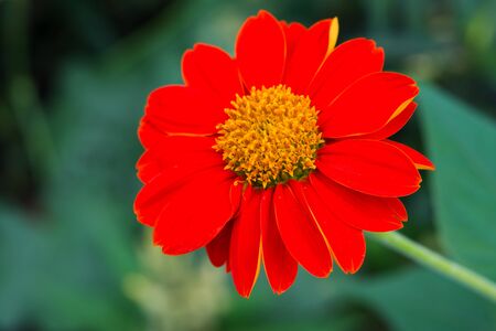 Nature Backgroundの写真素材