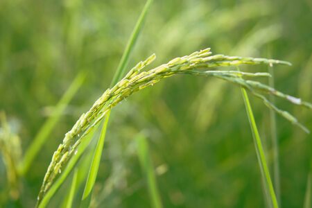 Nature Backgroundの写真素材