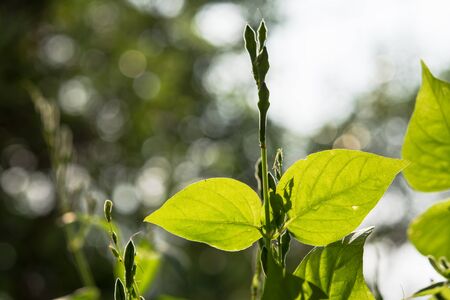 Nature Backgroundの写真素材