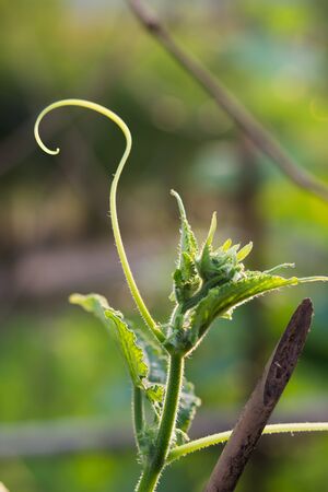 Nature Backgroundの写真素材
