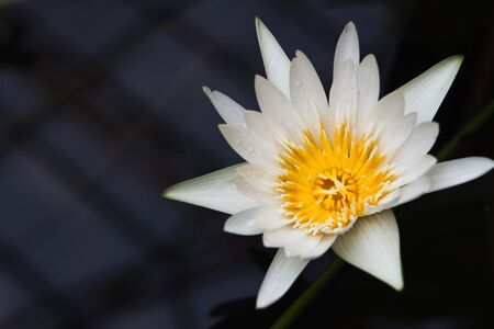 Nature Backgroundの写真素材