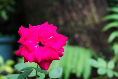 Nature Backgroundの写真素材