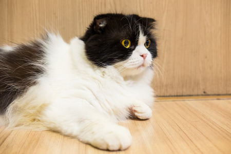 Cat on wooden floorの写真素材