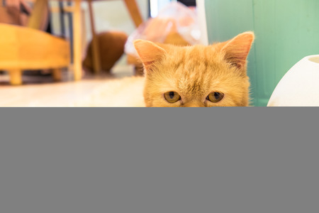 Cat on wooden floorの写真素材