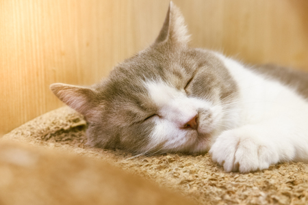 Peaceful cat sleepingの写真素材