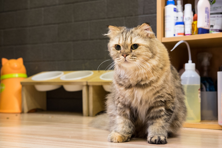 Cat on wooden floorの写真素材