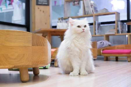 Cat on wooden floorの写真素材