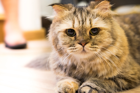 Cat on wooden floorの写真素材
