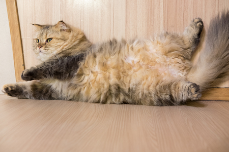 Cat on wooden floorの写真素材