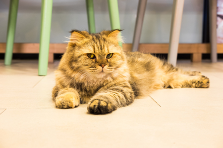Cat on wooden floorの写真素材