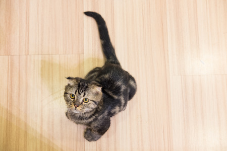 Top view of Cat on wooden floorの写真素材