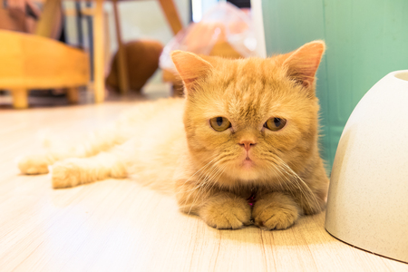 Cat on wooden floorの写真素材