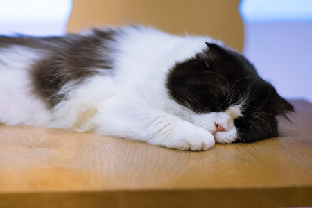 Sleeping cat on wooden tableの写真素材