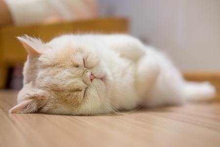 Peaceful cat sleepingの写真素材