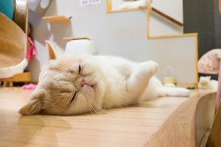 Peaceful cat sleepingの写真素材