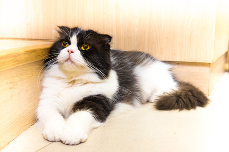 Cat on wooden floorの写真素材