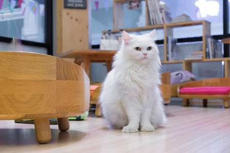 Cat on wooden floorの写真素材
