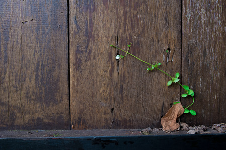 ivy on wooden wall. using as nature background.の写真素材