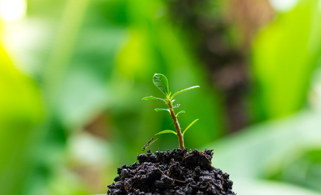 small tree on the pileの写真素材