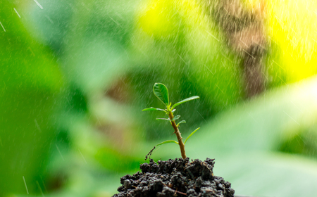small tree on the pileの写真素材