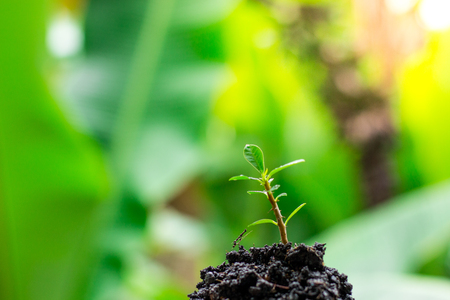 small tree on the pileの写真素材