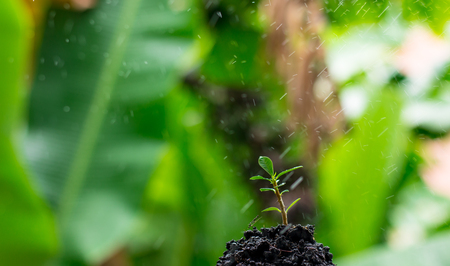 Small tree on the pileの写真素材