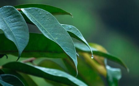 green leaf in the morningの写真素材