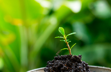 tree in the moningの写真素材