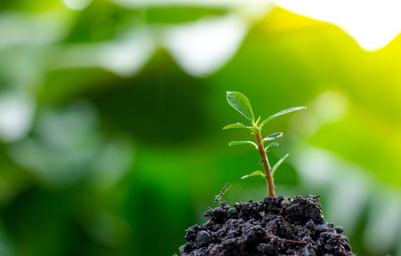 small tree on the pileの写真素材