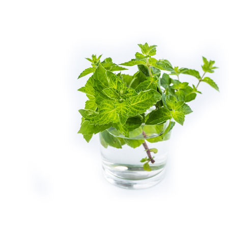 Fresh green leaf of melissa on white background.の写真素材