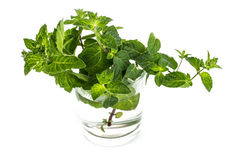 Fresh green leaf of melissa on white background.の写真素材