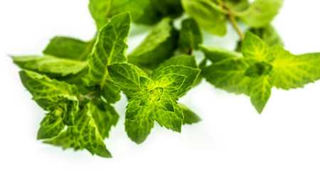 Fresh green leaf of melissa on white background.