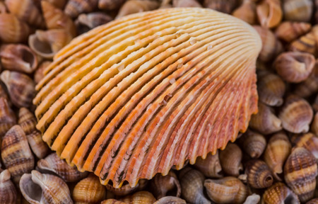 Closeup of colorful scallops filled the whole frame.の写真素材