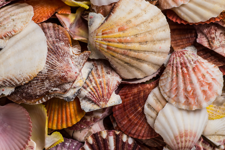Closeup of colorful scallops filled the whole frame.