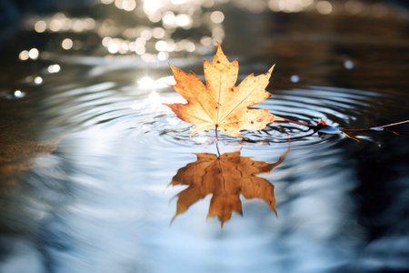 Red maple leaf is mirroring in the water - autumn backgroundの素材