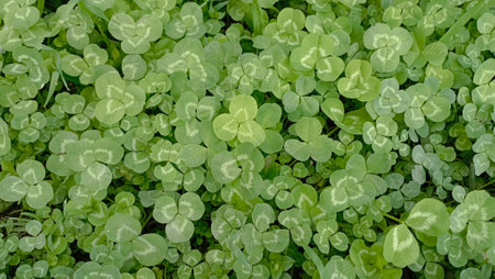 Top view of clover. Natural clover carpet. Natural grass background. Wild clover