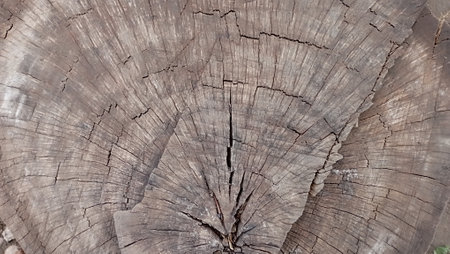 Old wood texture from annual rings. Textured surface with rings and cracks