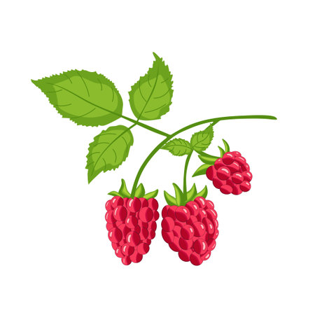 Ripe raspberries on a branch.