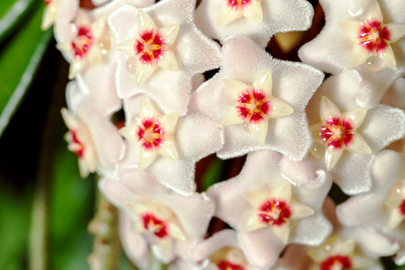 Beautiful blooming flowers of wax plant hoya carnosa. close up viewの写真素材