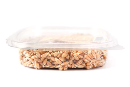 grains of germinated wheat in a closed containerの写真素材